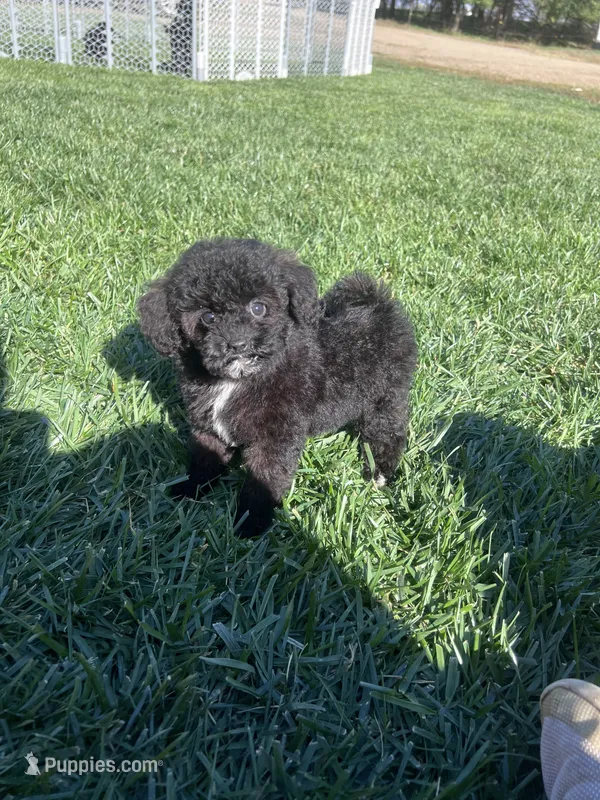 Elmo – Poodle - Toy  puppy for sale in Canton, SD