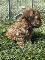 Reed, a male Shihpoo for sale in Canton, SD – 2 of 8