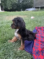 Teddy, a female Yorkipoo for sale in Canton, SD – 5 of 7