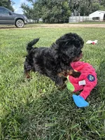 Cesar, a male Shihpoo for sale in Canton, SD – 7 of 10