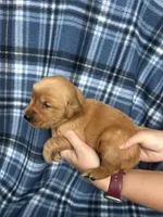 Valarie, a female Golden Retriever for sale in Canton, SD – 3 of 5