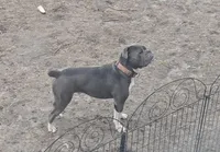 Ernie, a male Olde English Bulldogge for sale in Randolph, WI – Photo 4 of 9