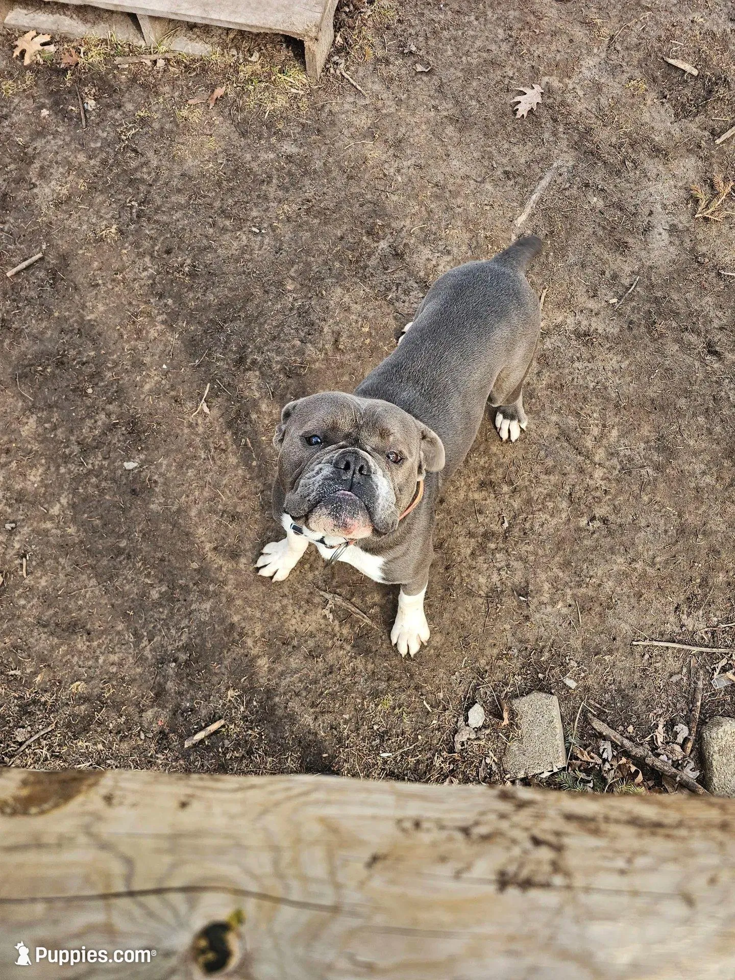 Ernie, a male Olde English Bulldogge for sale in Randolph, WI – Photo 8 of 9