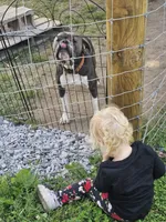 Ernie, a male Olde English Bulldogge for sale in Randolph, WI – Photo 2 of 9