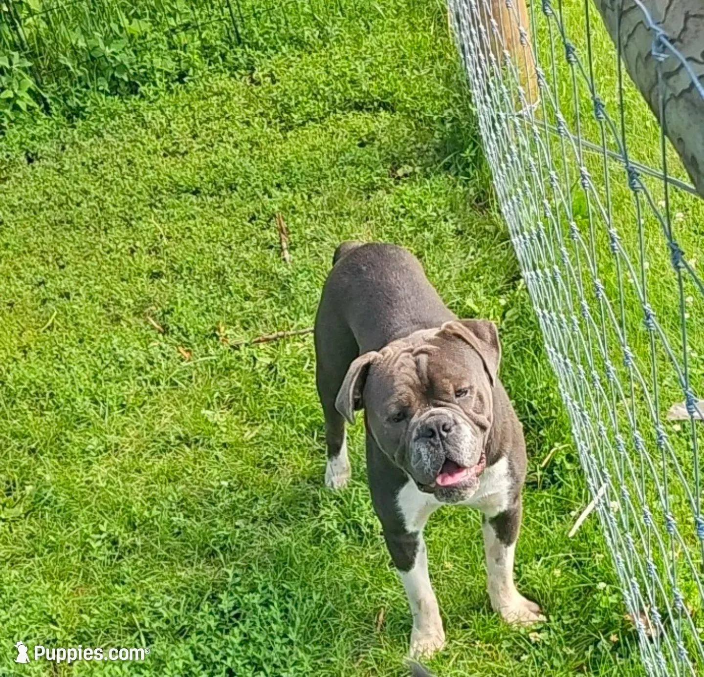 Ernie, a male Olde English Bulldogge for sale in Randolph, WI – Photo 1 of 9
