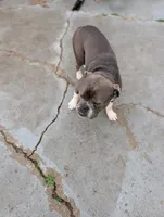 Ernie, a male Olde English Bulldogge for sale in Randolph, WI – Photo 6 of 9