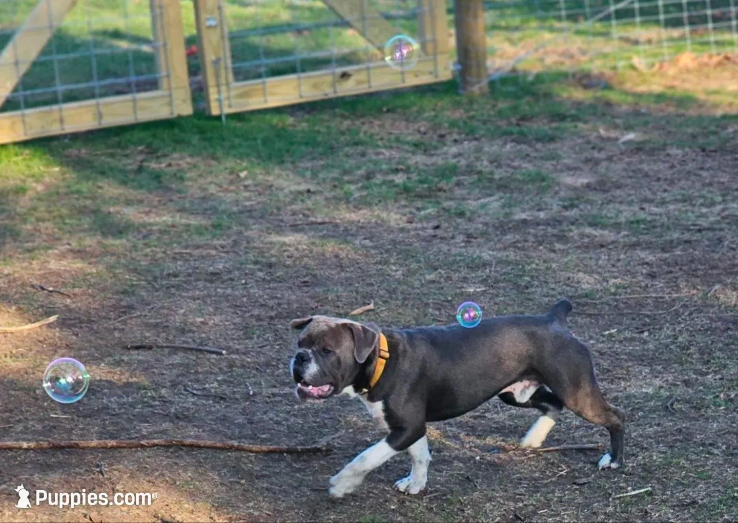 Ernie, a male Olde English Bulldogge for sale in Randolph, WI – Photo 3 of 9