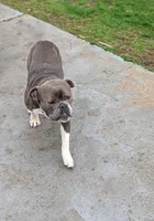 Ernie, a male Olde English Bulldogge for sale in Randolph, WI – Photo 7 of 9