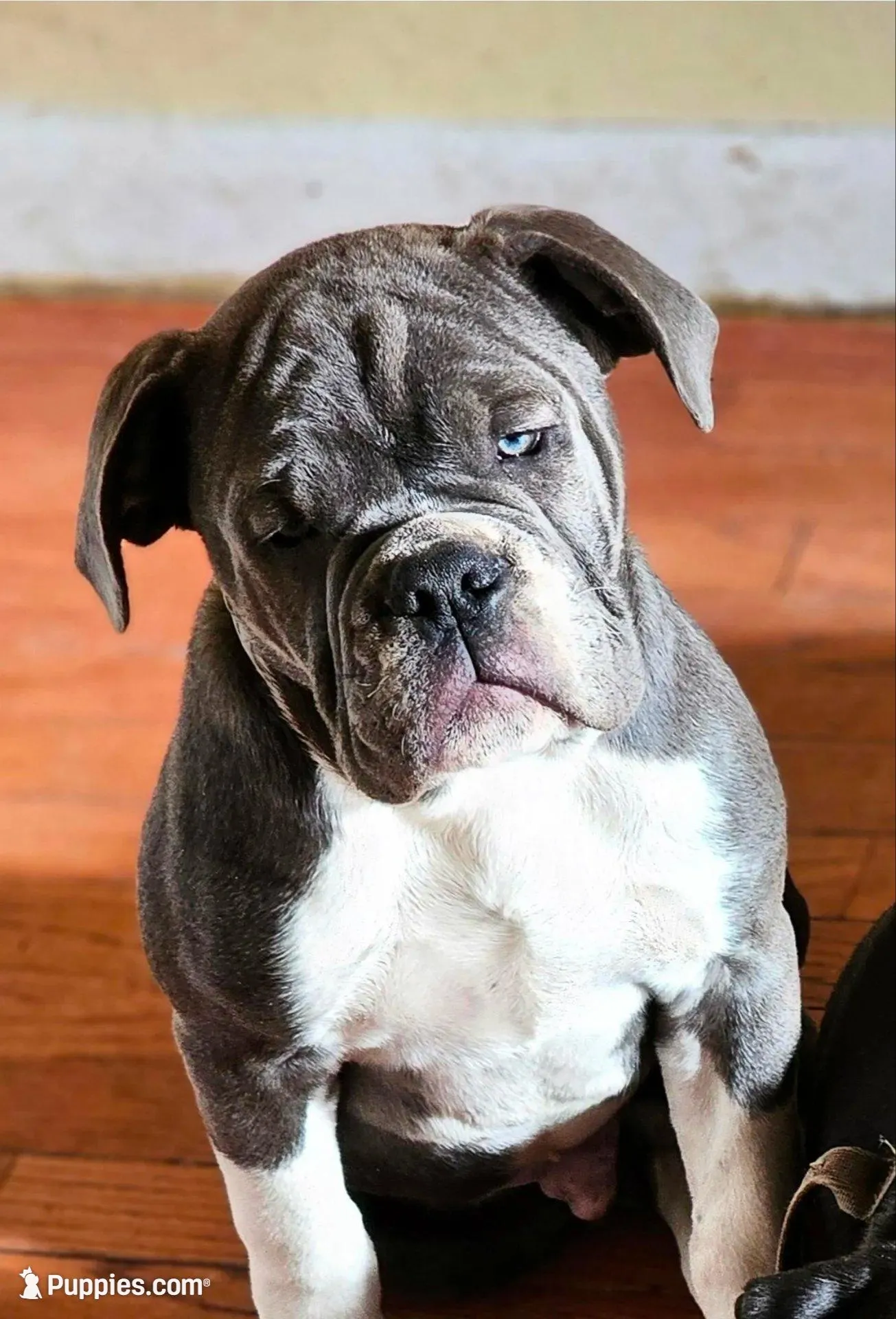 Ernie, a male Olde English Bulldogge for sale in Randolph, WI – Photo 9 of 9