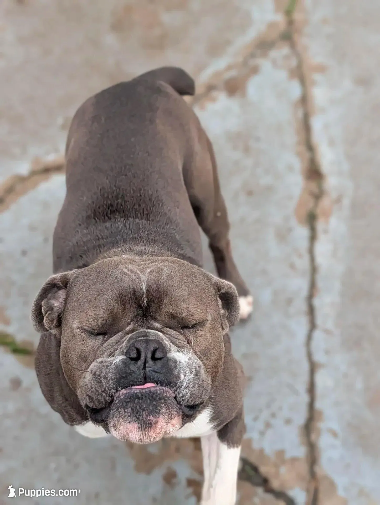Ernie, a male Olde English Bulldogge for sale in Randolph, WI – Photo 5 of 9