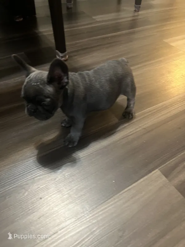 Blue – French Bulldog puppy for sale in New Britain, CT