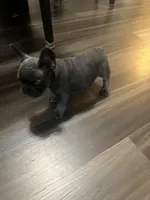 Blue, a male French Bulldog for sale in New Britain, CT – 1 of 3