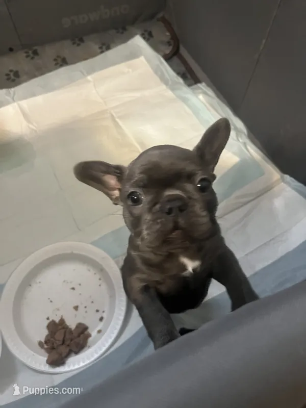 Gray – French Bulldog puppy for sale in New Britain, CT