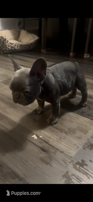 Gray – French Bulldog puppy for sale in New Britain, CT