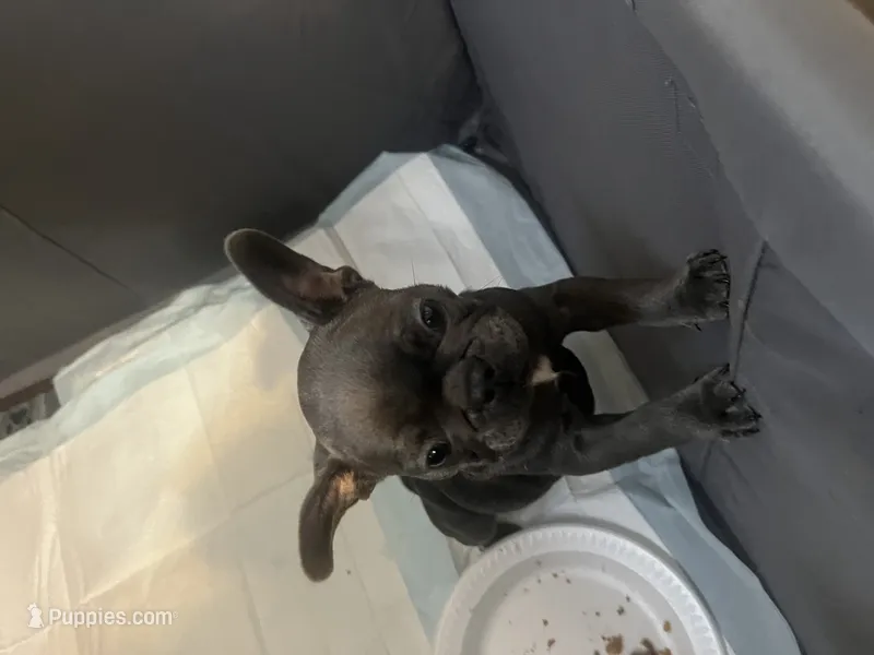 Gray – French Bulldog puppy for sale in New Britain, CT