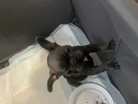 Gray, a female French Bulldog for sale in New Britain, CT – 2 of 3