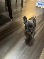 Blue, a male French Bulldog for sale in New Britain, CT – 3 of 3