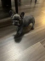 Blue, a male French Bulldog for sale in New Britain, CT – 2 of 3