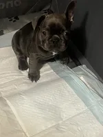 Gray, a female French Bulldog for sale in New Britain, CT – 3 of 3