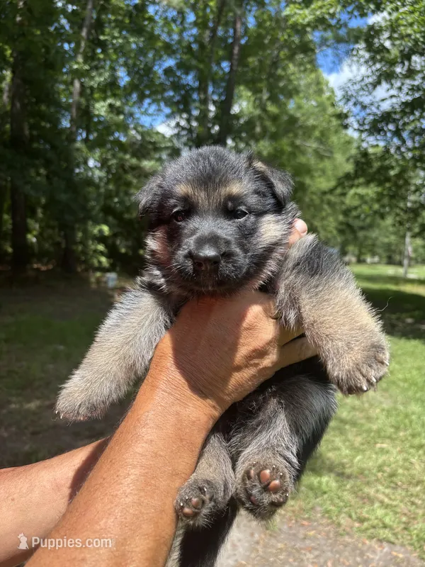 Female  – German Shepherd Dog puppy for sale in Cottageville, SC