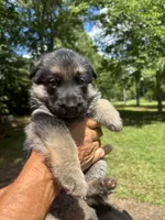 Female , a female German Shepherd Dog for sale in Cottageville, SC – 2 of 5
