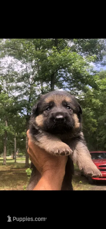 Male – German Shepherd Dog puppy for sale in Cottageville, SC