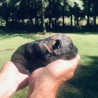 Female , a female German Shepherd Dog for sale in Cottageville, SC – 2 of 6