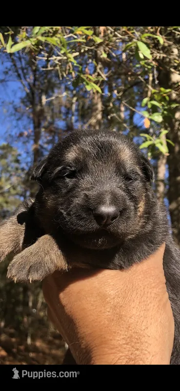 Female  – German Shepherd Dog puppy for sale in Cottageville, SC