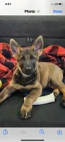 Male , a male German Shepherd Dog for sale in Cottageville, SC – 4 of 5
