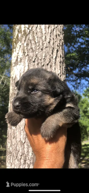 Female  – German Shepherd Dog puppy for sale in Cottageville, SC