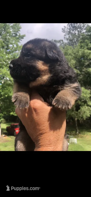 Male – German Shepherd Dog puppy for sale in Cottageville, SC