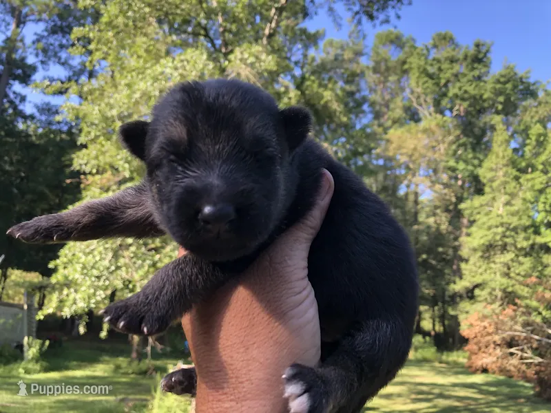 Male – German Shepherd Dog puppy for sale in Cottageville, SC