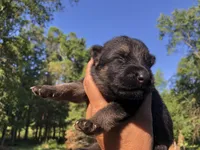 Male, a male German Shepherd Dog for sale in Cottageville, SC – 2 of 3