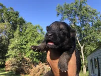 Male, a male German Shepherd Dog for sale in Cottageville, SC – 3 of 3