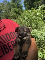 Female , a female German Shepherd Dog for sale in Cottageville, SC – 1 of 2
