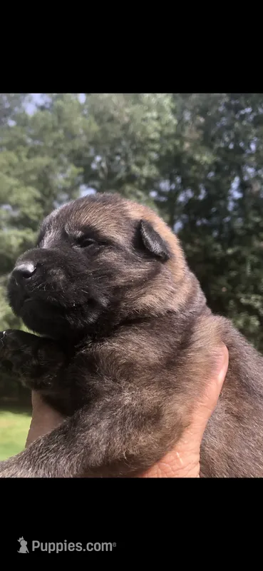 Male  – German Shepherd Dog puppy for sale in Cottageville, SC