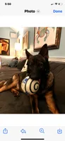Male , a male German Shepherd Dog for sale in Cottageville, SC – 4 of 6