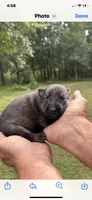 Male, a male German Shepherd Dog for sale in Cottageville, SC – 2 of 2