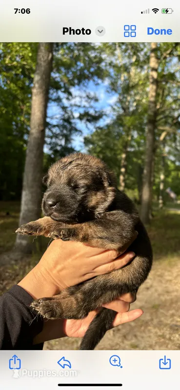 Male  – German Shepherd Dog puppy for sale in Cottageville, SC