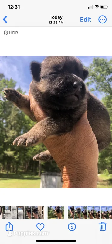 Female – German Shepherd Dog puppy for sale in Cottageville, SC