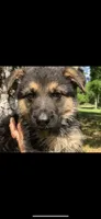 Female , a female German Shepherd Dog for sale in Cottageville, SC – Photo 3 of 4