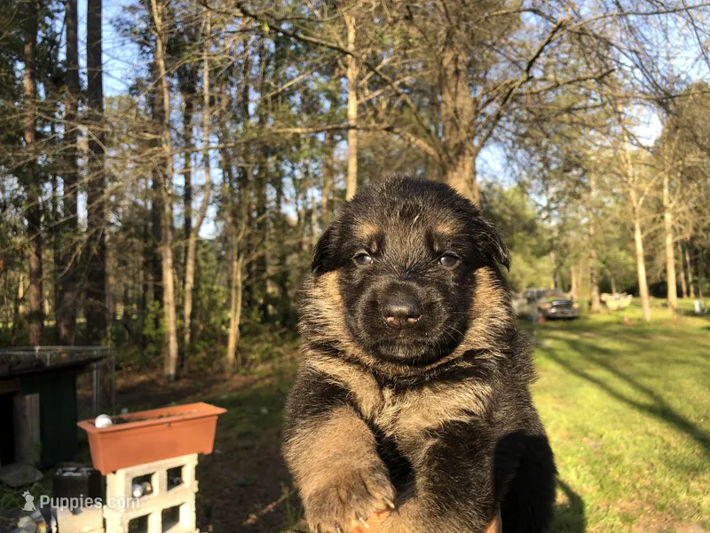 Female  – German Shepherd Dog puppy for sale in Cottageville, SC