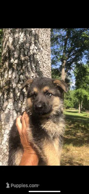 Female  – German Shepherd Dog puppy for sale in Cottageville, SC