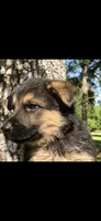 Female , a female German Shepherd Dog for sale in Cottageville, SC – Photo 2 of 4