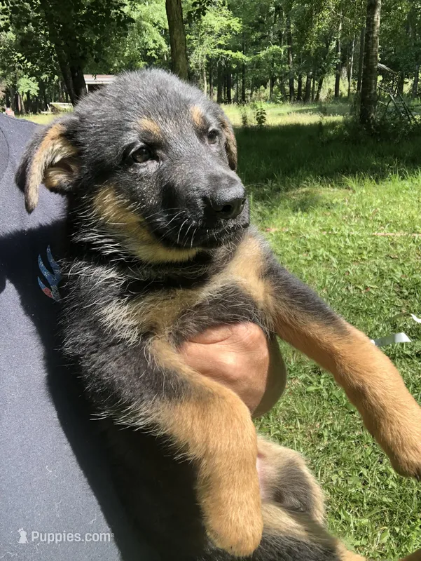 Female  – German Shepherd Dog puppy for sale in Cottageville, SC