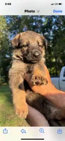 Female , a female German Shepherd Dog for sale in Cottageville, SC – 3 of 3