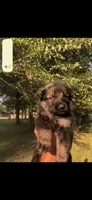 Male , a female German Shepherd Dog for sale in Cottageville, SC – 4 of 6