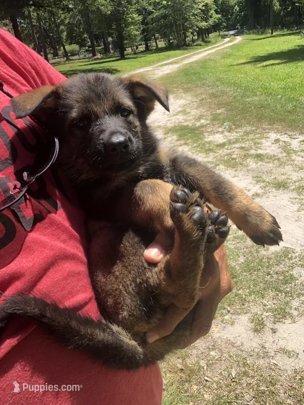 Female  – German Shepherd Dog puppy for sale in Cottageville, SC