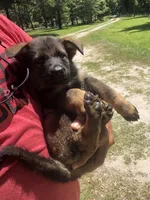 Female , a female German Shepherd Dog for sale in Cottageville, SC – 2 of 2