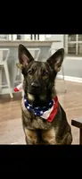 Female , a female German Shepherd Dog for sale in Cottageville, SC – 4 of 6